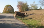 October 23: Another day, another cow in the road
