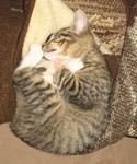 Life is rough when you're a hard-working kitten.