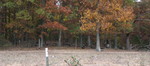 Kailyn and Don spotted these turkeys on the way home. There were a lot more than this, even, but they quickly disappeared into the woods