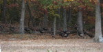Kailyn insisted it was too many turkeys to be a flock, but was instead a whole herd