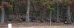 One more turkey pic