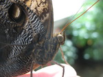 Detail of butterfly body