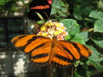 More butterflies