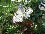 Acrobatic butterfly