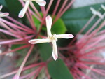 Interesting flower