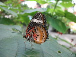 Another butterfly