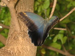 This variety usually keeps its wings upright, so you don't see the blue