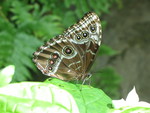 One last butterfly pic