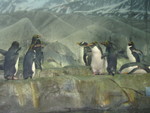 Penguins. Notice the scruffy-necked one in back -- some were molting.