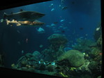 Sharks in the reef tank