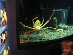 Giant crab