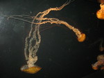 Another jellyfish pic