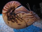Nautilus
