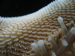 Underside of a starfish