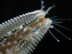 Detail of starfish arm