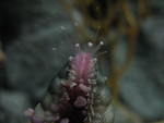 Detail of another starfish's arm