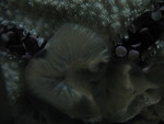 Starfish stomach extended to eat a mollusk