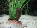 Seahorse