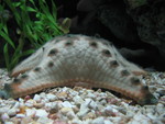 This is the same type of starfish shown in the previous 3 pics