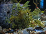 Leafy seadragon