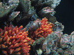 Two more seahorses