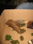 Bundle of extra skins and pile of firewood