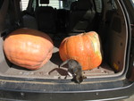Giant pumpkins harvested (and a not-so-giant cat)