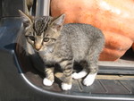 Mittens the kitten