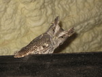 Really good owl pic