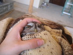 He was really surprisingly calm. Don thinks he may have been already dehydrated and weakened.