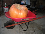 The smaller of the 2 giant pumpkins from the van, in a wheelbarrow