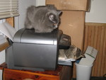 Ninwa observing a kitten jam in the printer