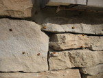 There were thousands of ladybugs swarming -- they were flying in clouds all over the yard and up the driveway, and sitting in swarms on the side of the house and on the stone wall.  We were walking around with ladybugs landing on us all afternoon, much to the kids' delight.  This is a relatively small concentration of them, but in better focus than my other pics