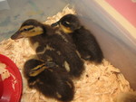 It's a country school, for sure: one of the auction items was 3 ducklings and their associated gear