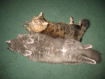 Ninwa and Ringo are getting along better again, now that Ringo is settling down about having Mittens around
