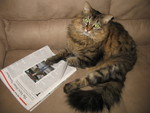 Ringo apparently reading Newsweek this afternoon -- an article about Palin and the 